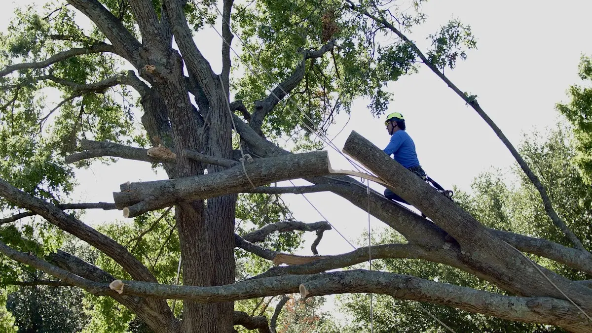Professional Hazardous Tree Removal performed by certified arborists in Mathiston