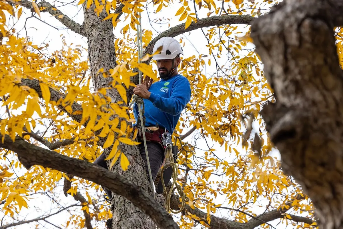 Skilled Tree Pruning crew working in Mathiston