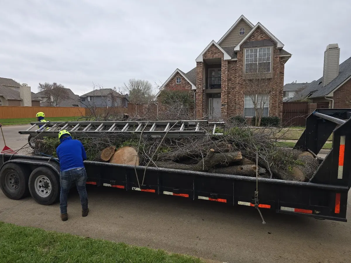 Expert Tree Pest Control with proper safety equipment in Mathiston